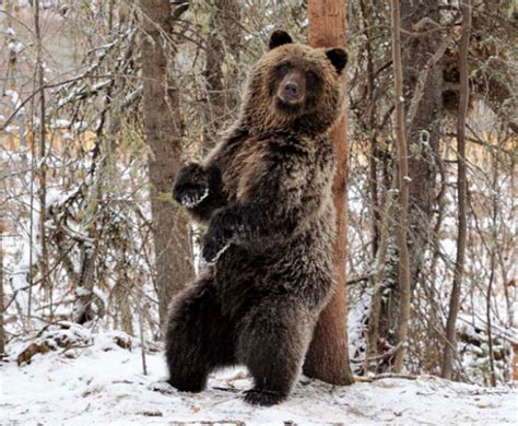 Your Guide to Bear Watching in Canada | Discover the World