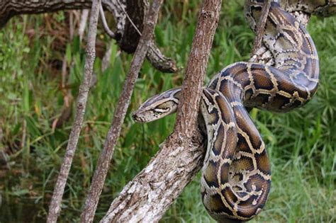 Family Paid $10,000 For Catching 20 Pythons in Florida - A-Z Animals