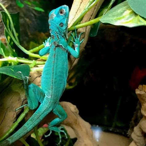 Blue iguana for sale online | baby blue iguanas for sale | pet iguana