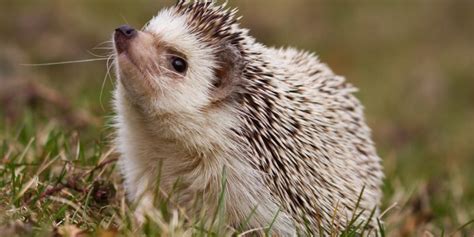 What Is Wobbly Hedgehog Syndrome? – Animals Mania