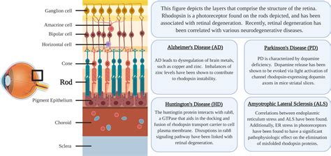 Frontiers | Rhodopsin: A Potential Biomarker for Neurodegenerative Diseases