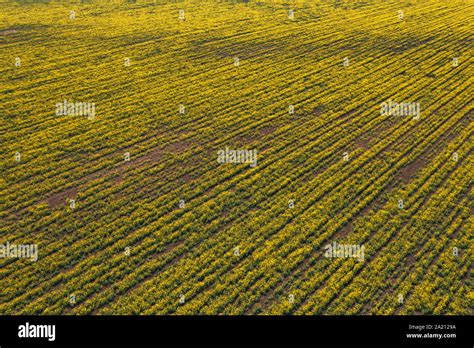 Aerial view of canola rapeseed field in poor condition due to drought season and arid climate ...