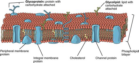 The Cell Membrane | Anatomy and Physiology I