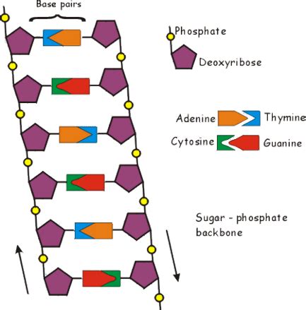 Biologische Grundlagen: DNA – RNA – Modellierung Proteinzyklus: Polybook