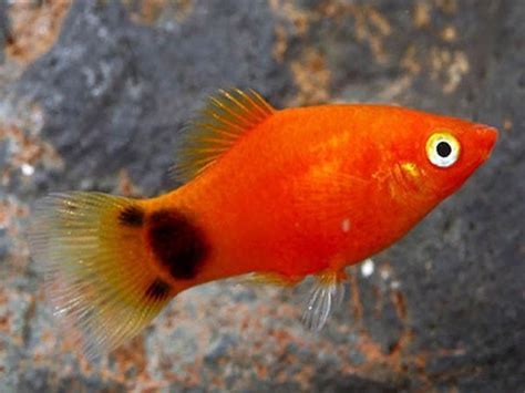 Coral Red Mickey Mouse Platy Order from https://www.aquafood.co.uk/product/coral-red-mickey ...