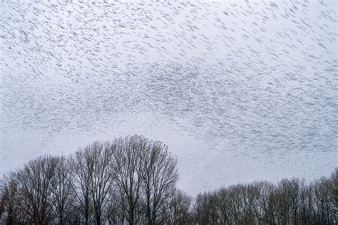 Starling murmuration - Stock Image - C055/7670 - Science Photo Library