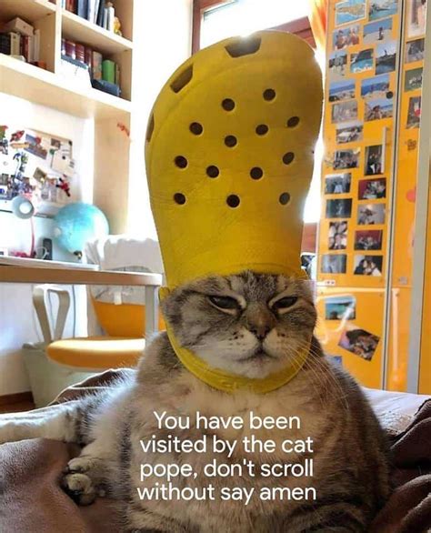 Cat Memes Of The Day 30 Pics – Ep67 #animalmemes #catmemes #memes - Lovely Animals World ...