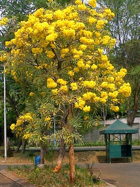 Tabebuya pohon pelindung sekaligus pohon berbunga | JUAL TANAMAN HIAS ...