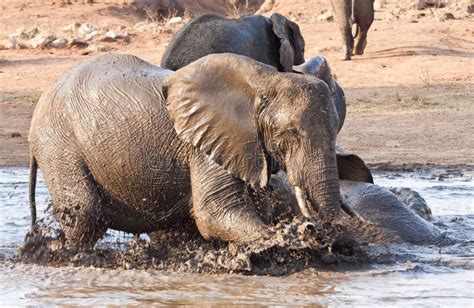 Elephant Playing In Water With Rest Royalty Free Stock Photos - Image: 17825838