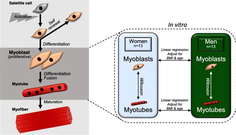 Schematic figure of myogenesis as well as the study design. The ...