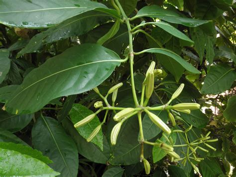 Pisonia umbellifera (Nyctaginaceae) image 25156 at PhytoImages.siu.edu