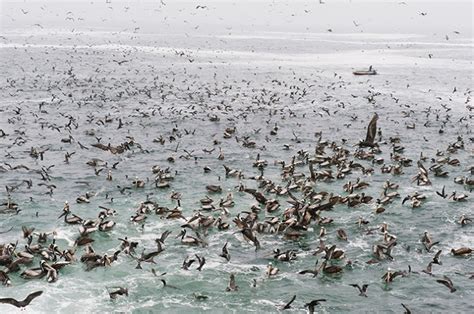 Humboldt upwelling | Nature Climate Change