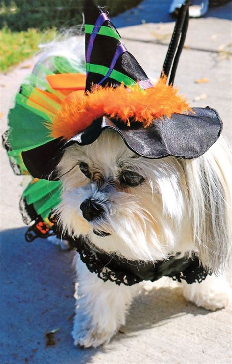 Halloween Pet Parade | Sun Lakes Splash