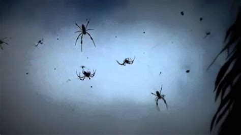 Raining spiders in australia - YouTube