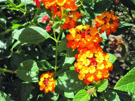 Universo Botánico: Lantana camara L. (Lantana)