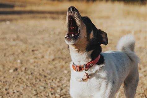 Excessive Dog Barking: How to Stop It | Dog Training Nation