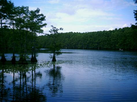 Caddo Lake - Wikipedia