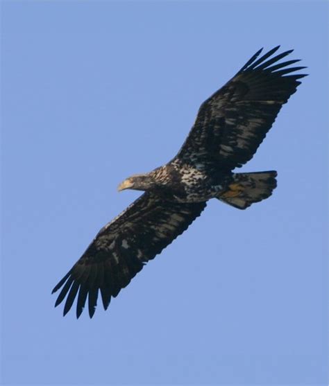 Birds of Prey (Raptors) - Fraser River Estuary & Delta, British Columbia, Canada - an album on ...