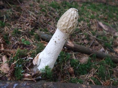 HERBAL PICNIC: MUSHROOMS