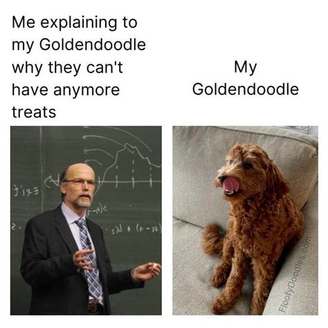 21 Funny Goldendoodle Memes Only Owners Understand