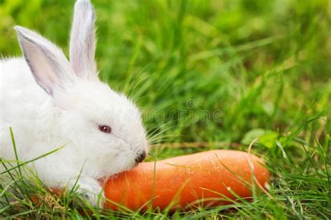 2,219 Rabbit Eating Carrot Stock Photos - Free & Royalty-Free Stock Photos from Dreamstime