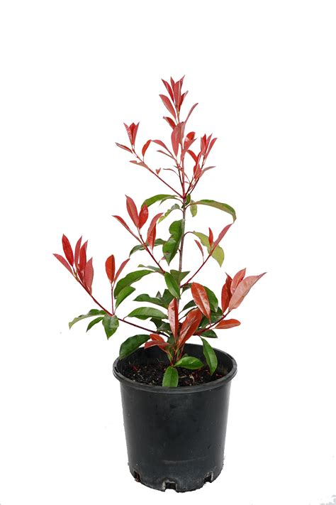 Photinia Red Robin for Sale | Spring Colours Nursery