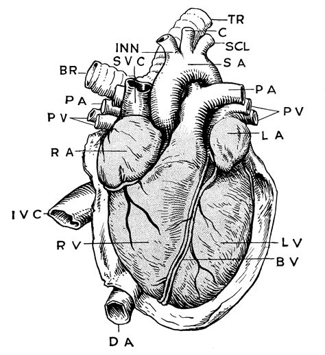 Anatomy of Heart | ClipArt ETC