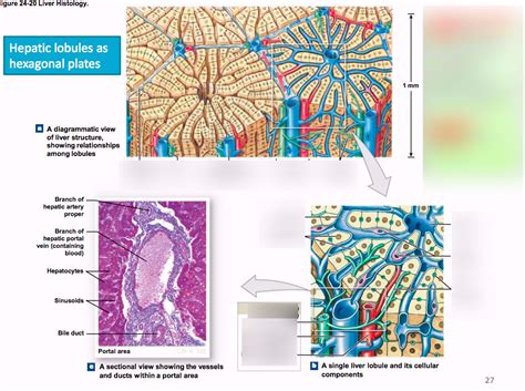 Digestive - Liver (not gross) Diagram | Quizlet