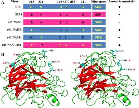 Amino acid substitutions in the neuraminidase protein of an H9N2 avian influenza virus affect ...