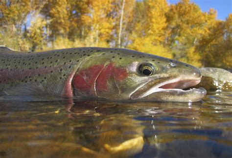 What Makes a Good Steelhead Rod? - Sporting Classics Daily