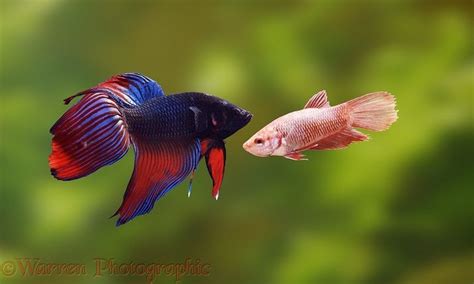 Lilac Snapper | Pez betta, Betta, Pez betta hembra