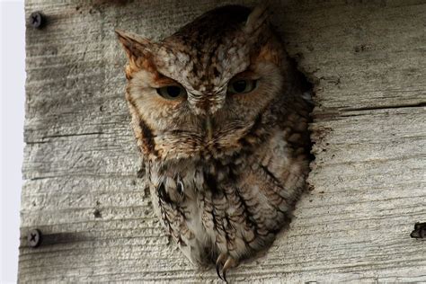 Great Horned Owl Nest Box Plans