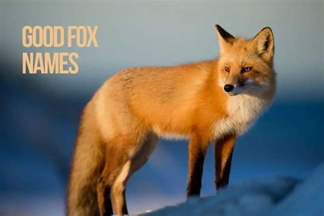 Fox Names 100+ Cute & Unique Names [Male & Female] - PetShoper