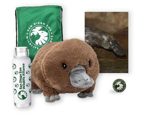 Platypus | San Diego Zoo Wildlife Alliance