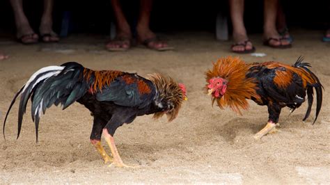 Las peleas de gallos en México