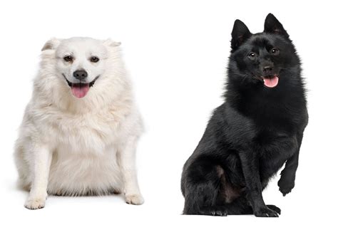 Schipperke Breed | Types, Prices, Personality, and More