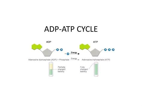 PPT - ADP-ATP CYCLE PowerPoint Presentation, free download - ID:6202240