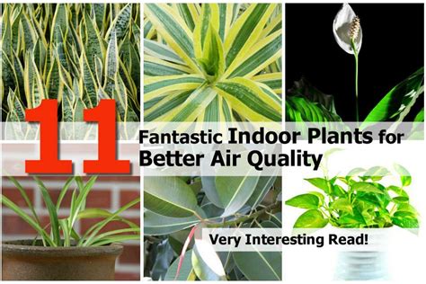 11 Fantastic Indoor Plants for Better Air Quality