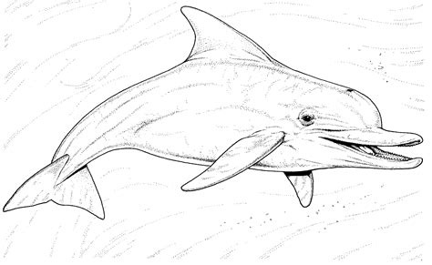 Free Dolphin Coloring Pages