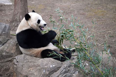 National Zoo giving its giant panda an epic sendoff