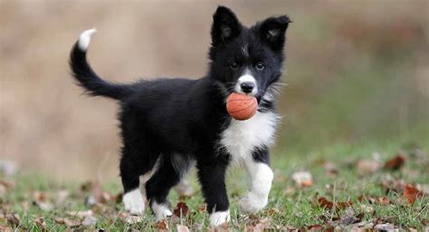 Solid Black Border Collie Puppy