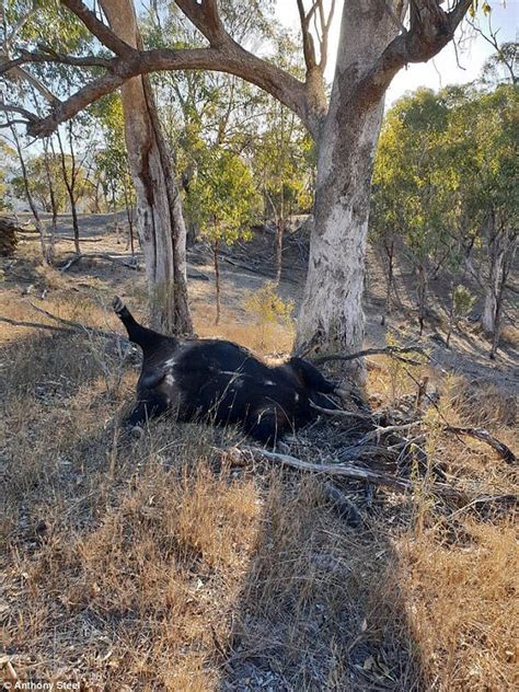 Australia's worst drought in 116 years is decimating animals and livestock — Earth Changes ...