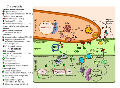 Hypothetical model representing the putative functions of Arabidopsis... | Download Scientific ...