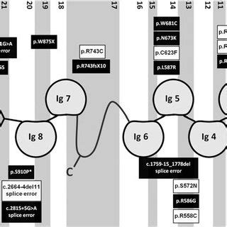 Nephrin protein domain structure relative to NPHS1 mutations. Domains... | Download Scientific ...