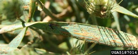 wheat leaf rust (Puccinia recondita)