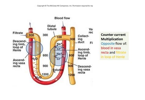 Countercurrent multiplier system | Excretory system, System, Blood flow