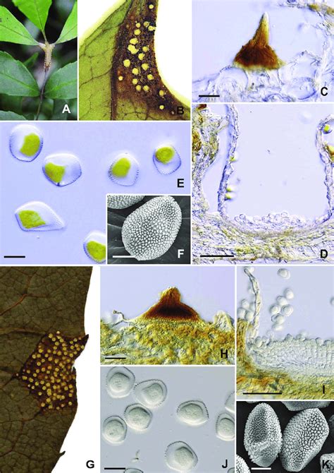 e Sori and spores of Phakopsora hornotina. AeF: on Meliosma arnottiana... | Download Scientific ...