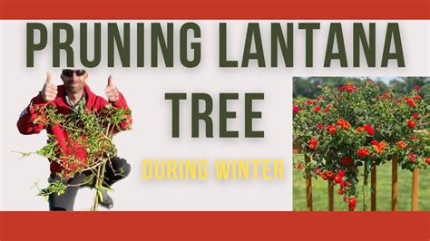 Pruning Lantana Tree - YouTube