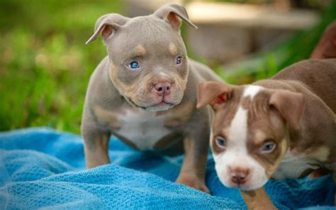 WHAT IS A POCKET SIZE AMERICAN BULLY? MICRO VS POCKET, STANDARD, XL & THE EXOTIC BULLY | Venomline