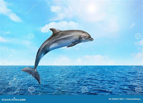 Dolphin Jumping Out Of Water